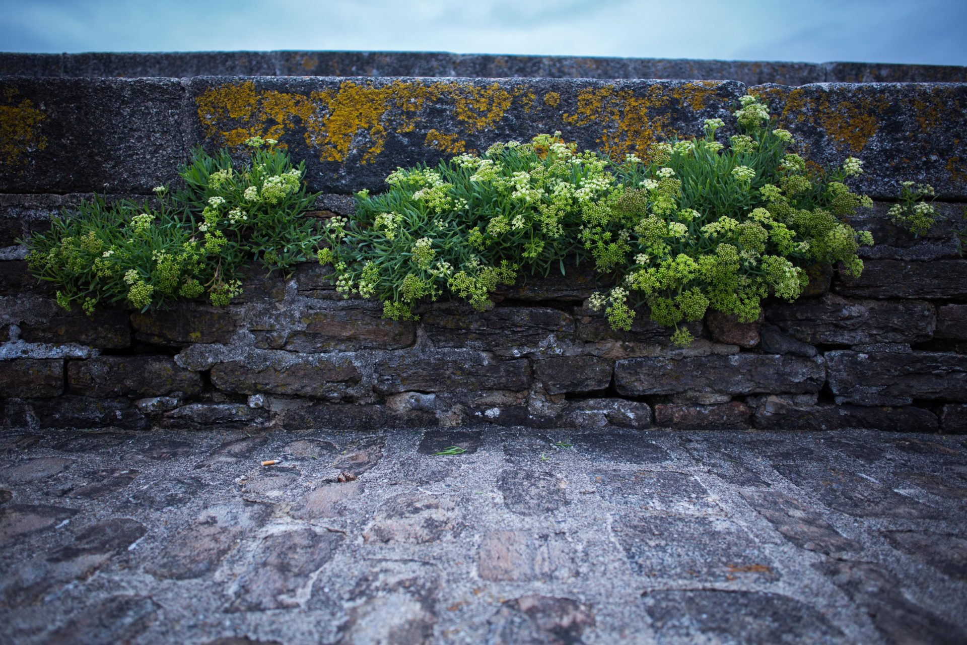 PortFleuri