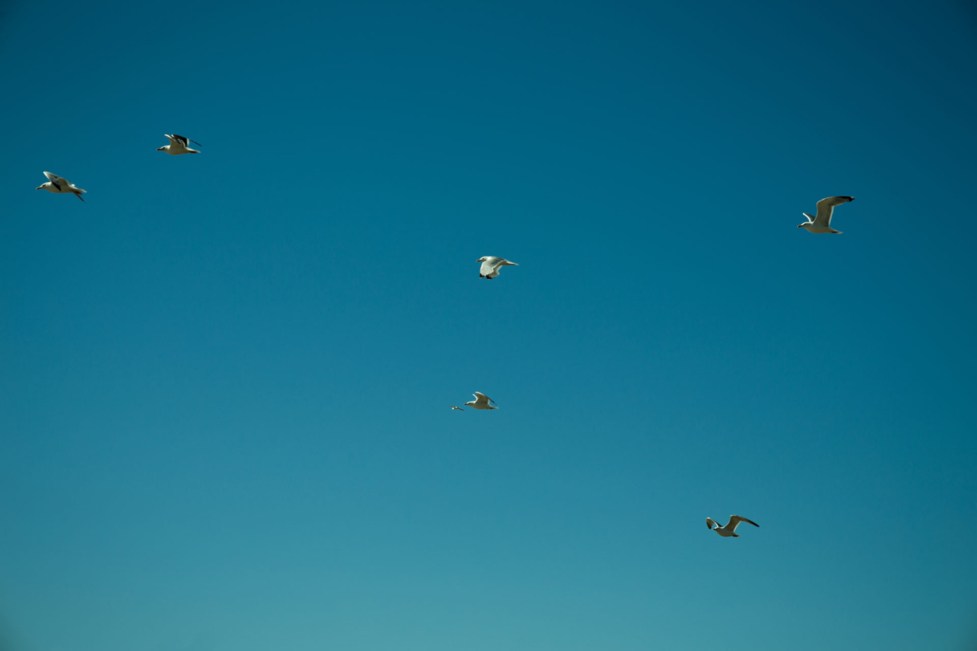 Mouettes